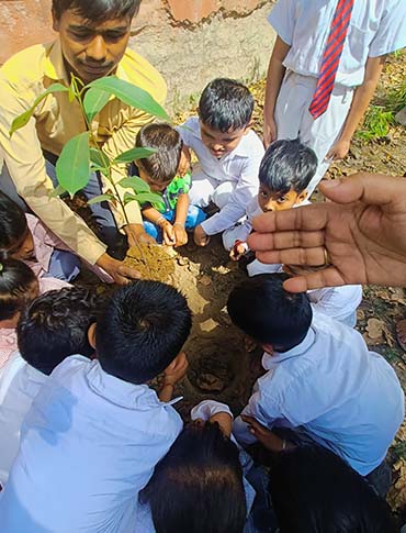 Tree Plantation