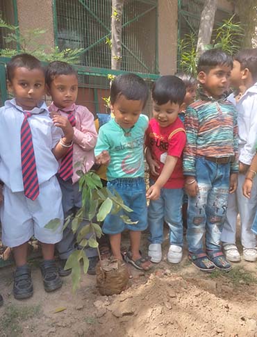 Tree Plantation